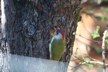 Grünspecht beim Bau