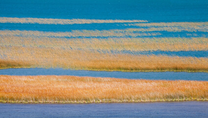 Reeds in a lake, Columbia Lake, British Columbia, Canada
