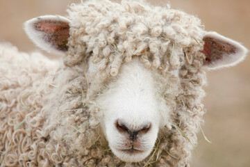 Close-up of a sheep, Fort Steele, British Columbia, Canada