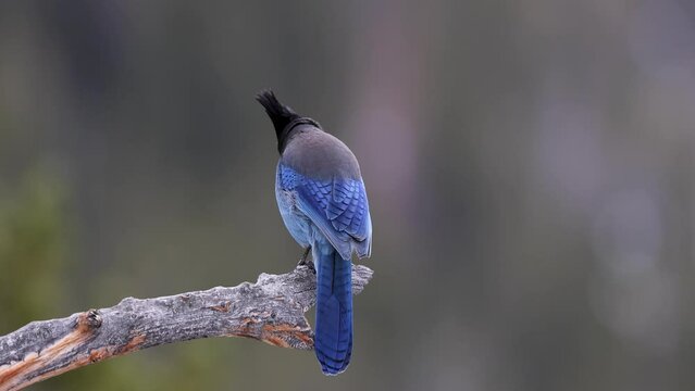 Close up shot of beautiful, vibrant blue colored Steller's Jay (Cyanocitta stelleri) songbird perched on a rock. Long crested mountain jay or pine jay sits on branch then flies away. Close up, side vi