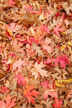 Close-up of autumn leaves, Zion National Park, Utah, USA