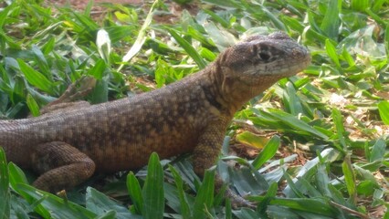 Popularmente conhecido como calango é um réptil que se alimente de pequenos insetos, esta em seu habitat natural.