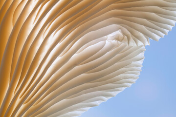 USA, Washington, Oyster Mushroom - detail of gills
