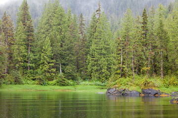 Trees in a forest, Bailey Bay Hot Springs, Ketchikan, Alaska, USA
