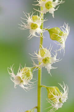 USA, Washington, Fringecup Tellima grandiflora Northwest native plant in Saxifrage family