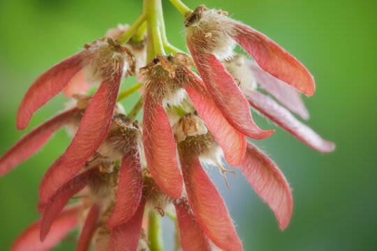 USA, Washington, Maple seeds, close-up