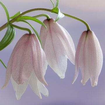 Shirui Lily or Siroi lily (Lilium mackliniae)