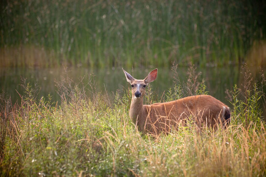 USA, Washington, Seabeck, blacktail deer by pond
