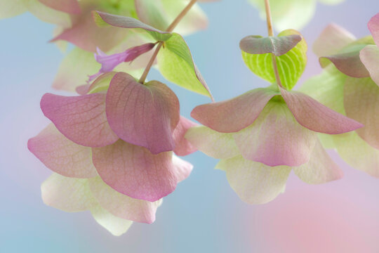 Ornamental Oregano (Kent Beauty), close-up