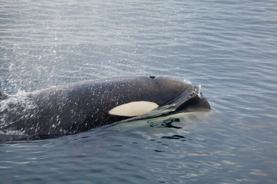 Killer whale (Orcinus orca) spraying water, Blackfish Sound, Vancouver Island, British Columbia, Canada
