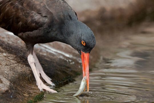 USA, Oregon, Newport, Oystercatcher ( Haematopus bachmani) eating fish