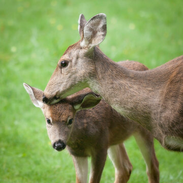USA, Mother blacktail deer (Odocoileus columbianus) and her fawn
