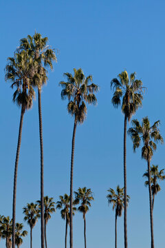 Low angle view of palm trees, La Jolla, California, USA