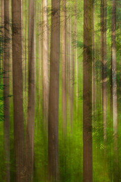 USA, Oregon, Columbia River Gorge, Elowah Falls Trail, View of tree trunks