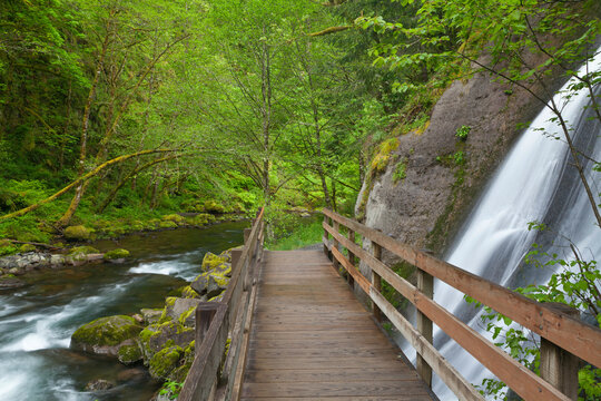 USA, Oregon, Columbia River Gorge, Tanner Creek, Wooden footbridge over stream