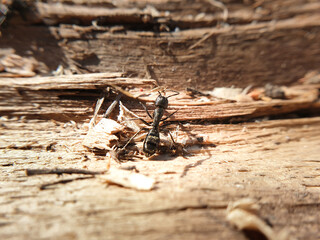 big black ant crawling on a tree, macroshoot insects