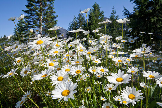 USA, Washington State, Stehekin, Oxeye Daisies