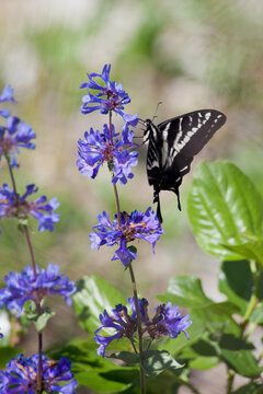 USA, Washington State, Stehekin, Lake Shore Trail, Butterfly on Saxifrage