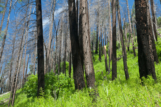 USA, Washington State, Stehekin, Lake Chelan, Regrowth After Forest Fire