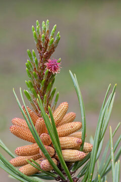 USA, Washington State, Stehekin, Wenatchee National Forest, Lodgepole Pine Pollen-Bearing Male Cones with Redish Female Flower Growing near Tip