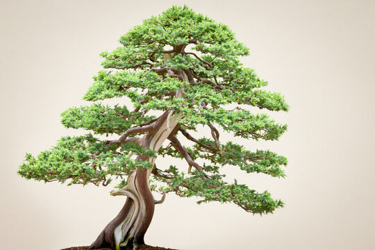 Bonzai Juniper
