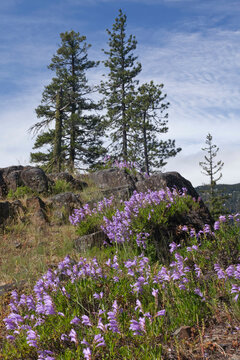 USA, Washington State, Wenatchee National Forest, Cle Elum Lake, Shrubby Penstemon