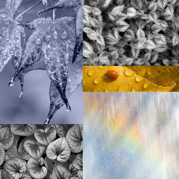 Collage of Water and Leaf Images