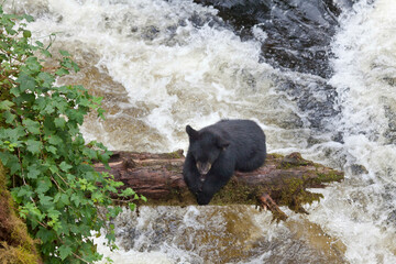 USA, Alaska, Tongass National Forest, Anan Wildlife Observatory, Black Bear Cub at Anan Creek