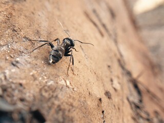 big black ant crawling on a tree, macroshoot insects