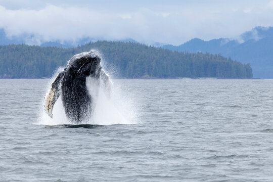 USA, Alaska, Frederick Sound, Humpback Whale Breaching