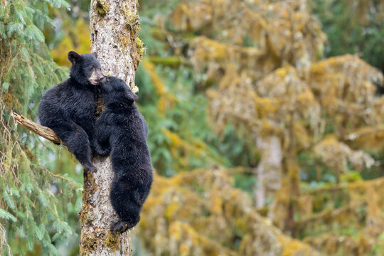USA, Alaska, Tongass National Forest, Anan Wildlife Observatory, Black Bear Cubs Clambering Tree