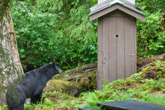 USA, Alaska, Tongass National Forest, Anan Wildlife Observatory, Black Bear Looking at Outhouse
