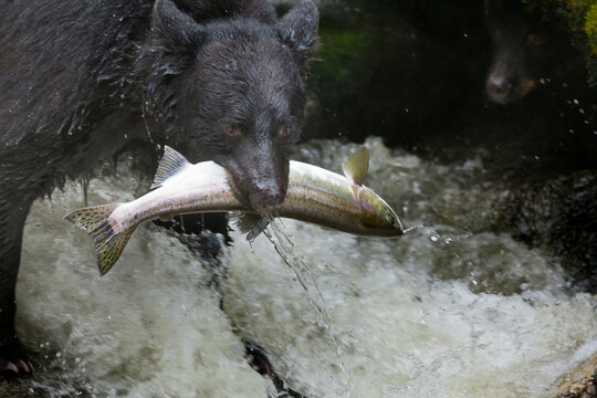 USA, Alaska, Tongass National Forest, Anan Wildlife Observatory, Black Bear Catching Salmon at Anan Creek