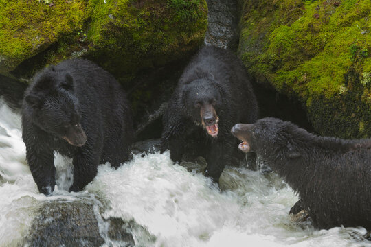 USA, Alaska, Tongass National Forest, Anan Wildlife Observatory, Black Bears Fighting Over Best Fishing Areas at Anan Creek