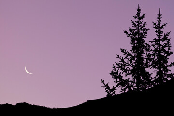 Canada, Alberta, Elbow-Sheep Wildland Provincial Park, Highwood Pass, Mount Lipsett, Silhouettes of trees at sunrise