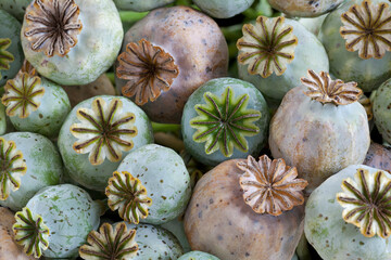 Heap of Poppy Seed Heads