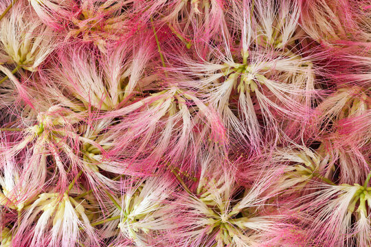Mimosa Silk Tree blossoms