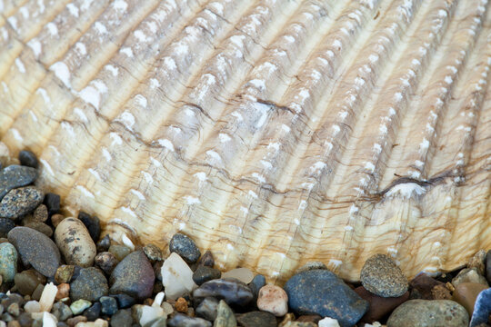 USA, Washington, Seabeck, Hood Canal, Cockle shell, close-up