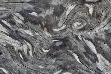 Details of patterns in driftwood, Rialto Beach, Olympic National Park, Washington State, USA