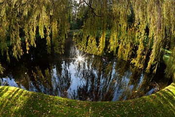 Weeping willow trees and pond