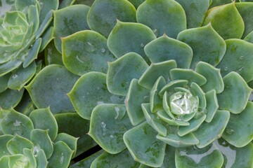 Succulent plant with dew drops