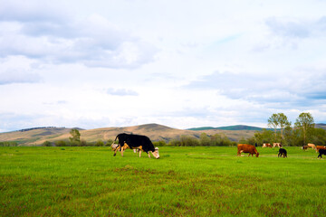 Fototapeta na wymiar Cows grazing in a field. Panorama of grazing cows in a meadow with green grass, and in the background the sunrise in a small haze.