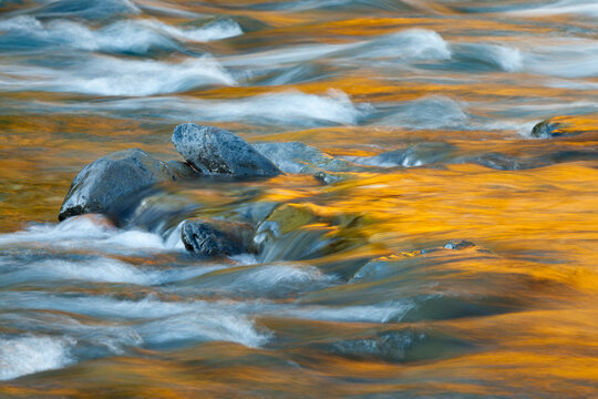 Fall color reflection in the river, Quinault River, Olympic National Park, Washington State, USA