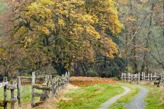 Road passing through farms in autumn, Quinault Rainforest, Kestner Homestead, Olympic National Park, Washington State, USA