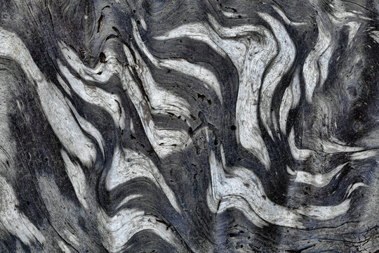 Details of patterns in driftwood, Rialto Beach, Olympic National Park, Washington State, USA