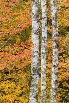 Vine maple and alder trees in autumn, Sol Duc River, Olympic National Park, Washington State, USA