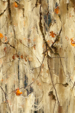 Methuselah's Beard lichen (Dolichousnea longissima) in a Bigleaf maple (Acer macrophyllum) tree in autumn