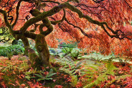 Japanese maple (Acer palmatum) tree in autumn