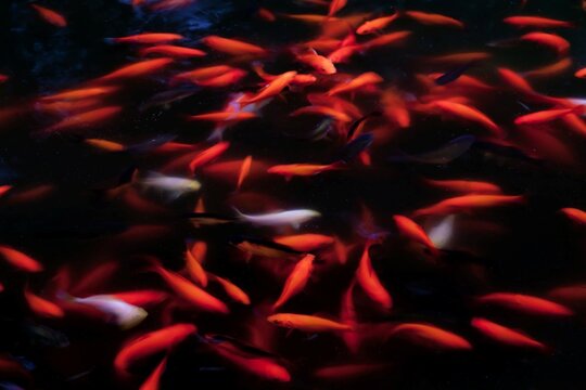 Mexico, Tecate, Rancho La Purerta, Goldfish in pond