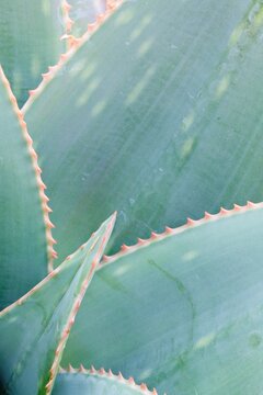 Mexico, Tecate, Rancho La Purerta, Agave